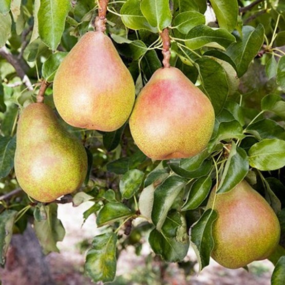 Pear Tree 1